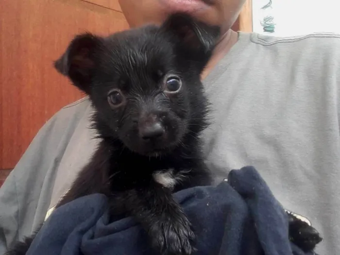 Cachorro raça SRD-ViraLata idade 2 a 6 meses nome Gordinha