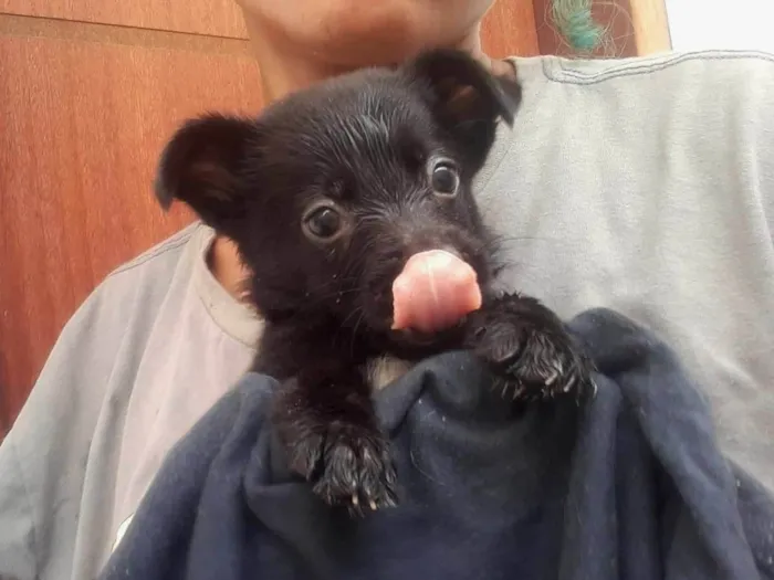 Cachorro raça SRD-ViraLata idade 2 a 6 meses nome Gordinha