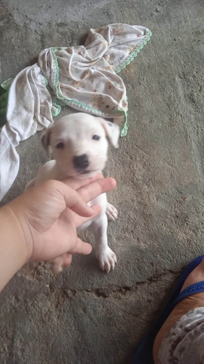 Cachorro ra a Pastor berga  idade Abaixo de 2 meses nome 3 fêmeas 