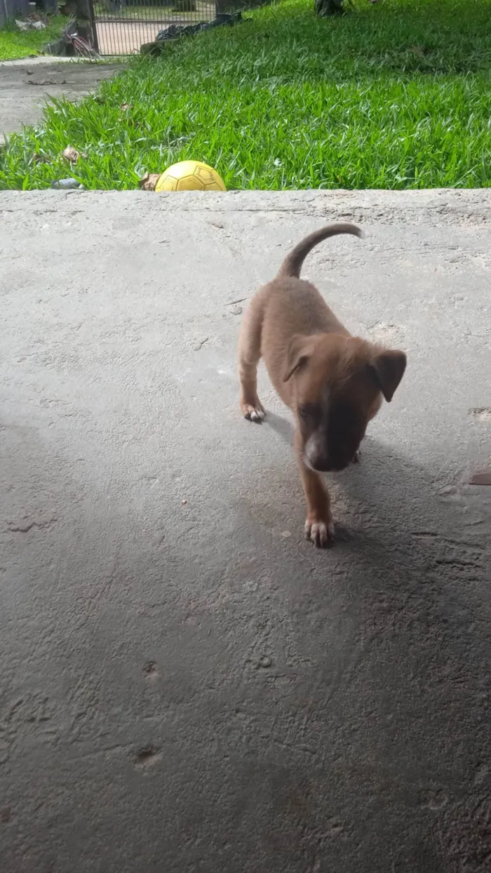 Cachorro ra a Pastor berga  idade Abaixo de 2 meses nome 3 fêmeas 