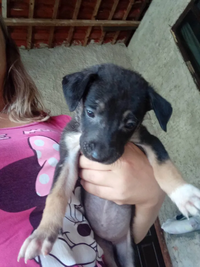 Cachorro ra a Pastor berga  idade Abaixo de 2 meses nome 3 fêmeas 