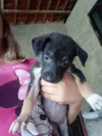 3 fêmeas