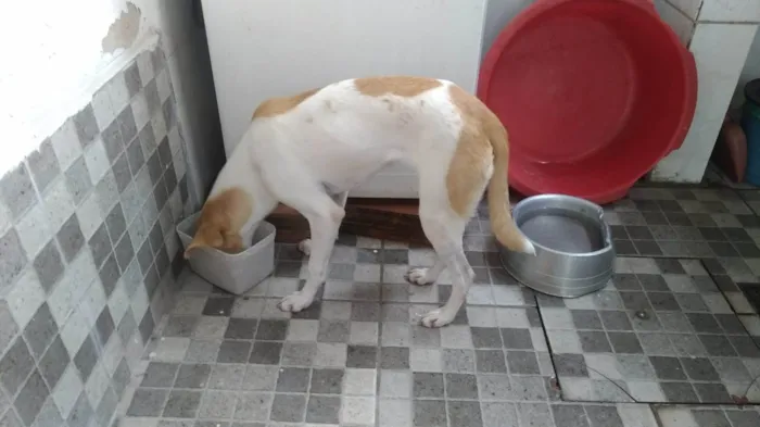 Cachorro raça SRD-ViraLata idade 7 a 11 meses nome MEL