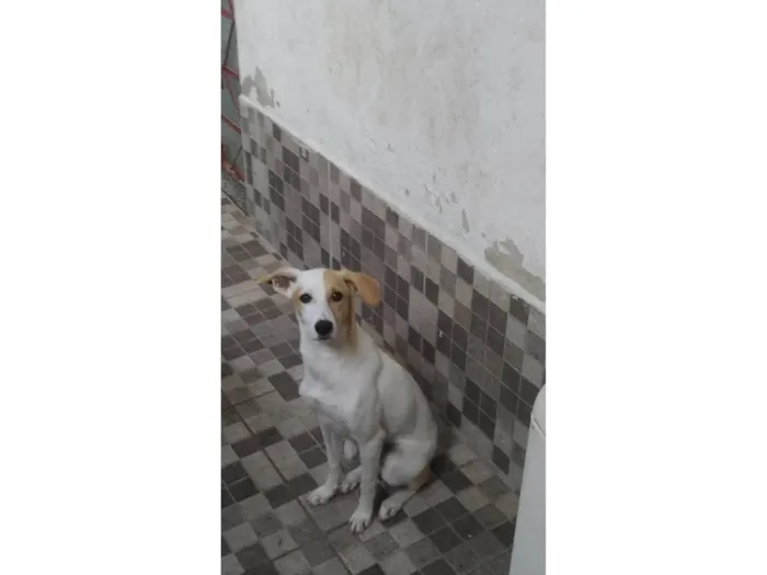 Cachorro raça SRD-ViraLata idade 7 a 11 meses nome MEL