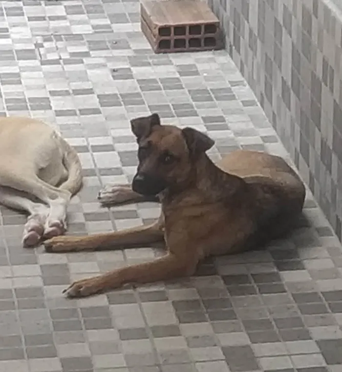 Cachorro raça SRD-ViraLata idade 1 ano nome JULIE