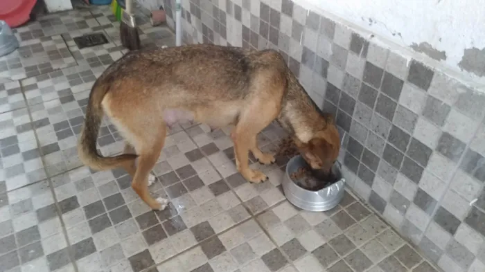 Cachorro raça SRD-ViraLata idade 1 ano nome JULIE