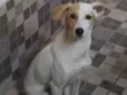MEL