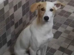 Cachorro raça SRD-ViraLata idade 7 a 11 meses nome MEL