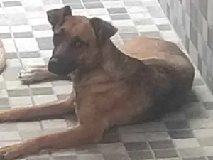 Cachorro raça SRD-ViraLata idade 1 ano nome JULIE