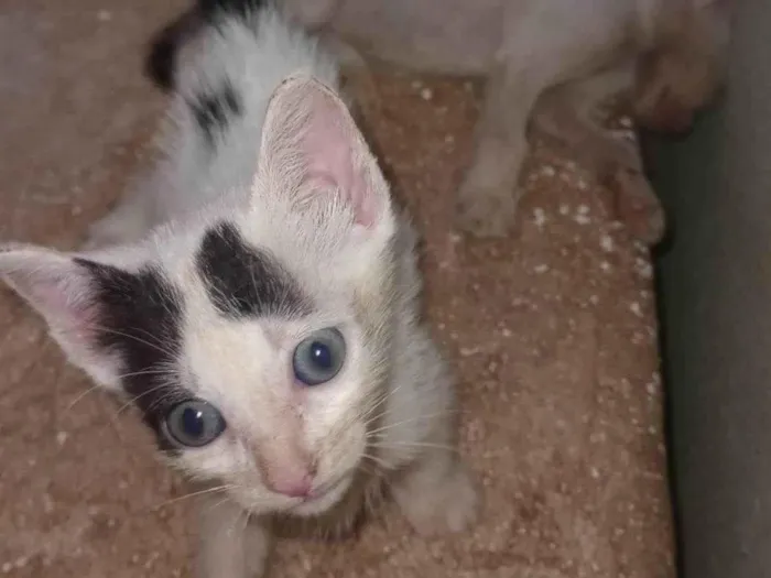 Gato ra a  idade Abaixo de 2 meses nome Ainda não tem nome são filhotes