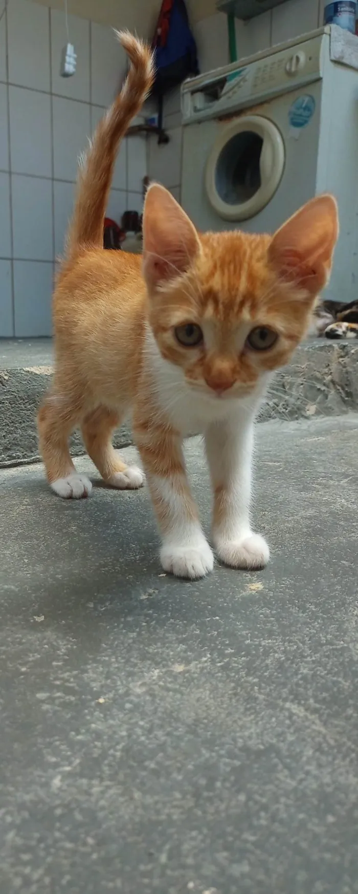 Gato ra a SRD-ViraLata idade 2 a 6 meses nome Sem nome 01 