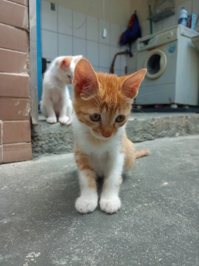 Gato ra a SRD-ViraLata idade 2 a 6 meses nome Sem nome 01 