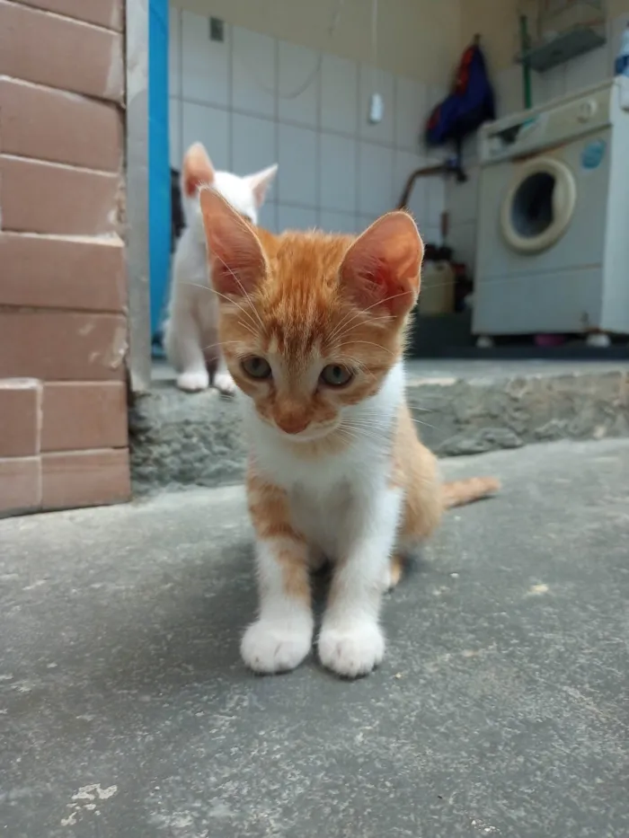 Gato ra a SRD-ViraLata idade 2 a 6 meses nome Sem nome 01 