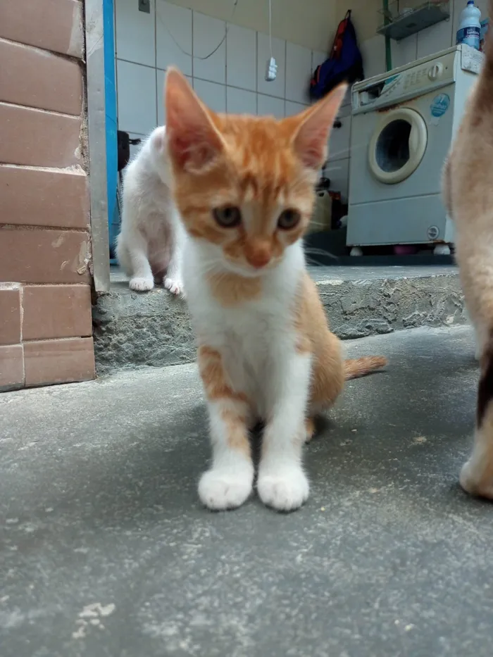 Gato ra a SRD-ViraLata idade 2 a 6 meses nome Sem nome 01 