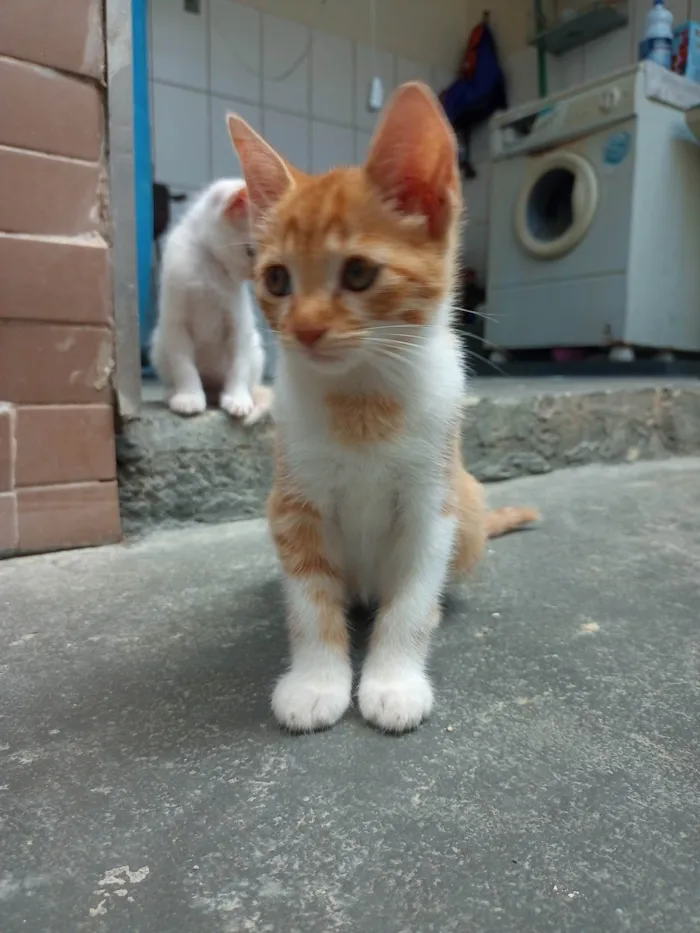 Gato ra a SRD-ViraLata idade 2 a 6 meses nome Sem nome 01 