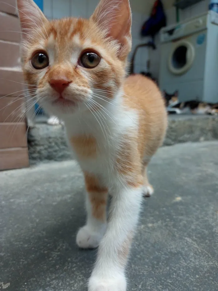 Gato ra a SRD-ViraLata idade 2 a 6 meses nome Sem nome 01 