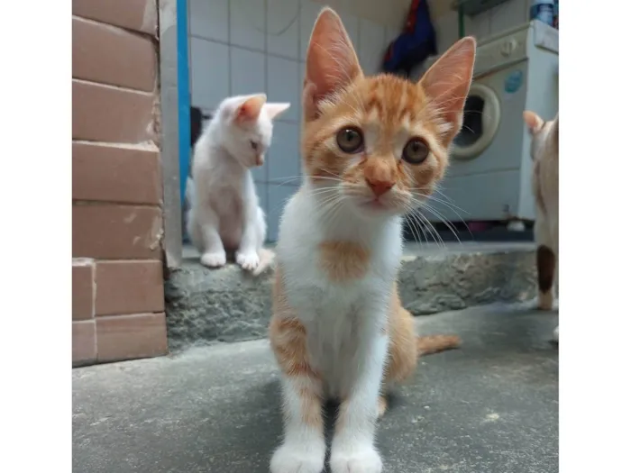 Gato ra a SRD-ViraLata idade 2 a 6 meses nome Sem nome 01 