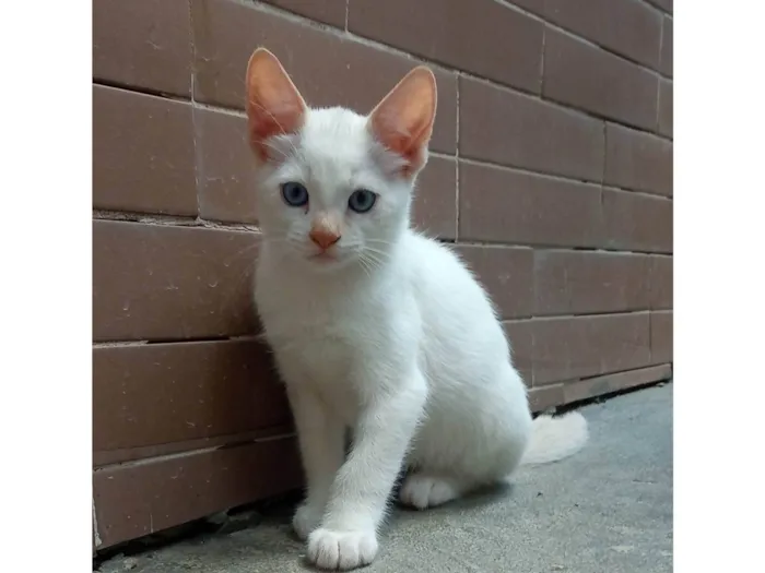 Gato ra a SRD-ViraLata idade 7 a 11 meses nome Sem nome 04