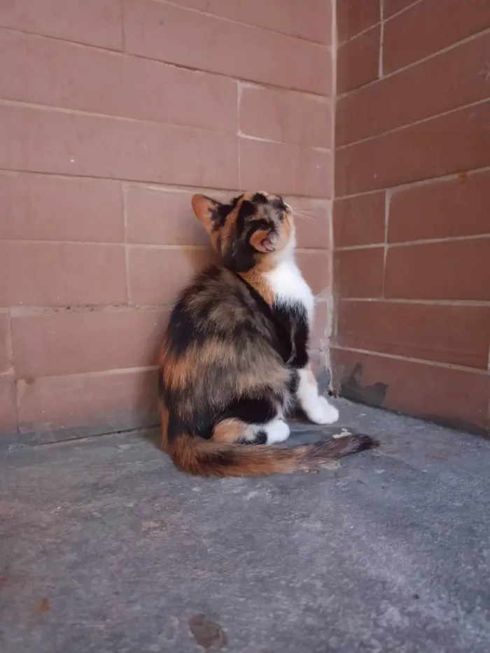 Gato ra a SRD-ViraLata idade 7 a 11 meses nome Sem nome 07