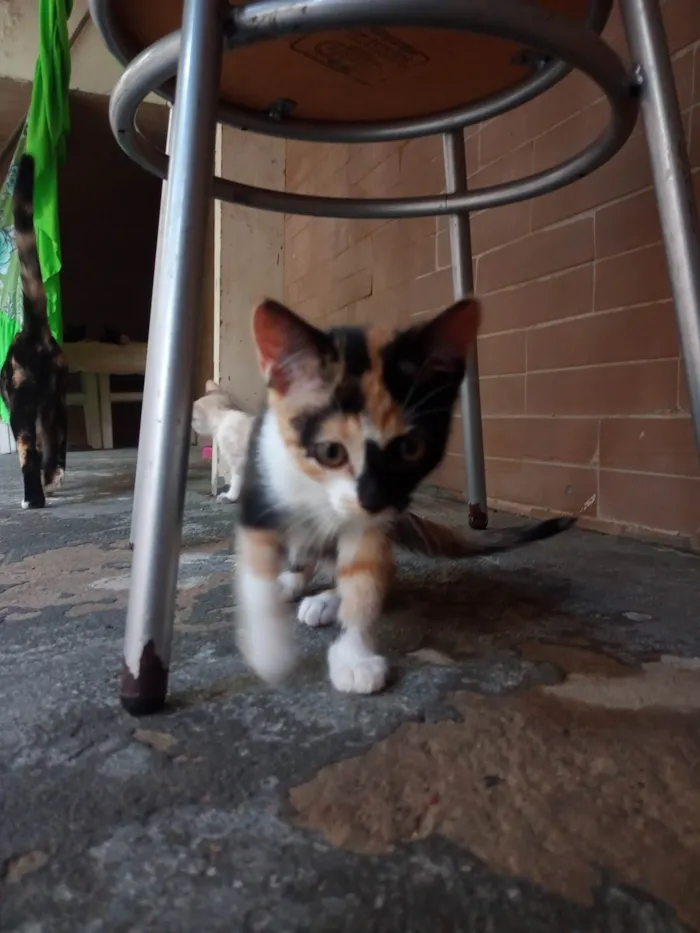 Gato ra a SRD-ViraLata idade 7 a 11 meses nome Sem nome 07