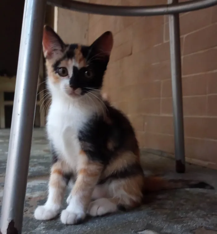 Gato ra a SRD-ViraLata idade 7 a 11 meses nome Sem nome 07