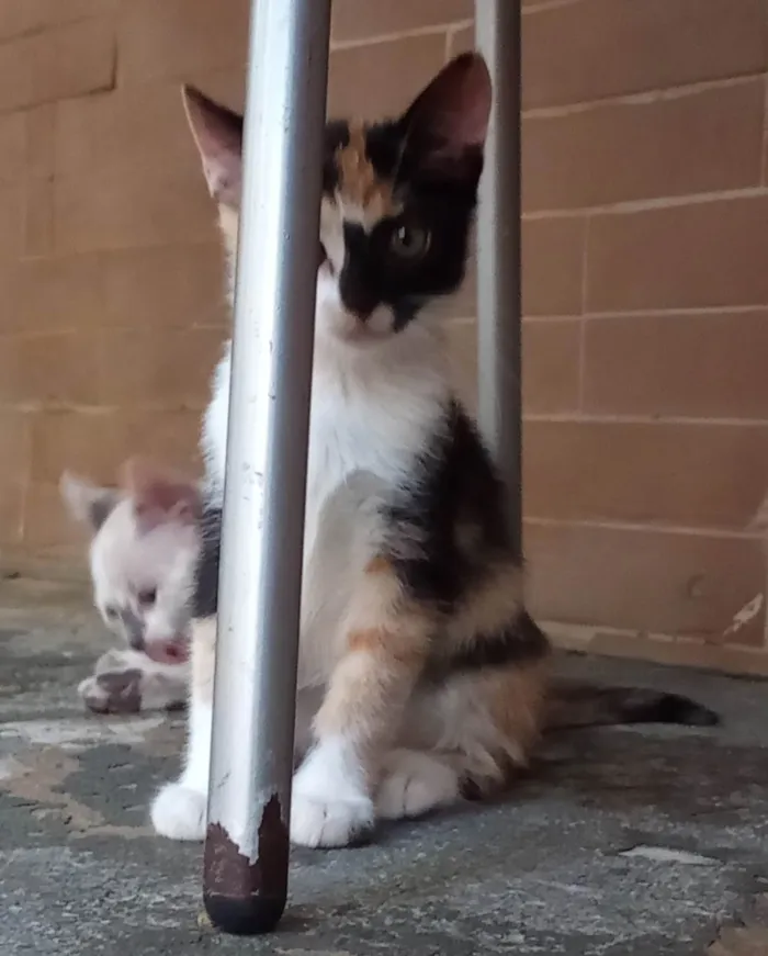 Gato ra a SRD-ViraLata idade 7 a 11 meses nome Sem nome 07