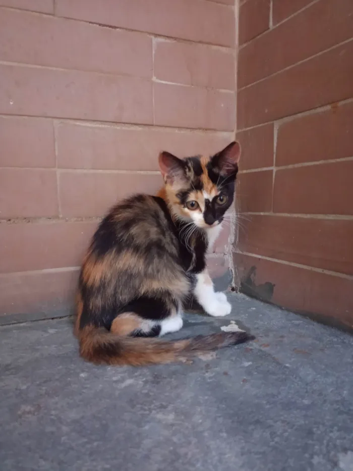 Gato ra a SRD-ViraLata idade 7 a 11 meses nome Sem nome 07