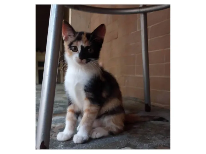 Gato ra a SRD-ViraLata idade 7 a 11 meses nome Sem nome 07
