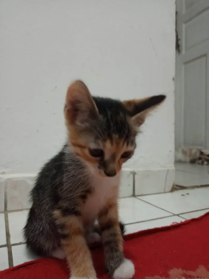 Gato ra a SRD-ViraLata idade 7 a 11 meses nome Sem nome 08