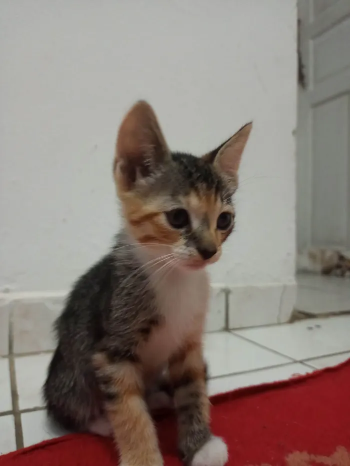 Gato ra a SRD-ViraLata idade 7 a 11 meses nome Sem nome 08