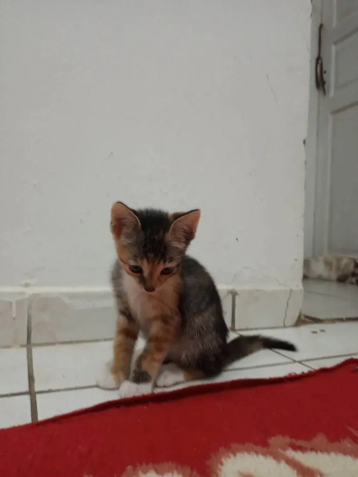 Gato ra a SRD-ViraLata idade 7 a 11 meses nome Sem nome 08