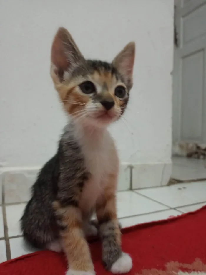 Gato ra a SRD-ViraLata idade 7 a 11 meses nome Sem nome 08