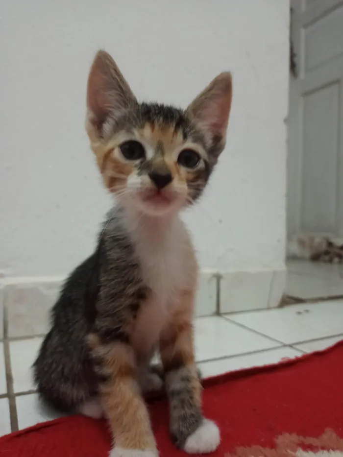 Gato ra a SRD-ViraLata idade 7 a 11 meses nome Sem nome 08