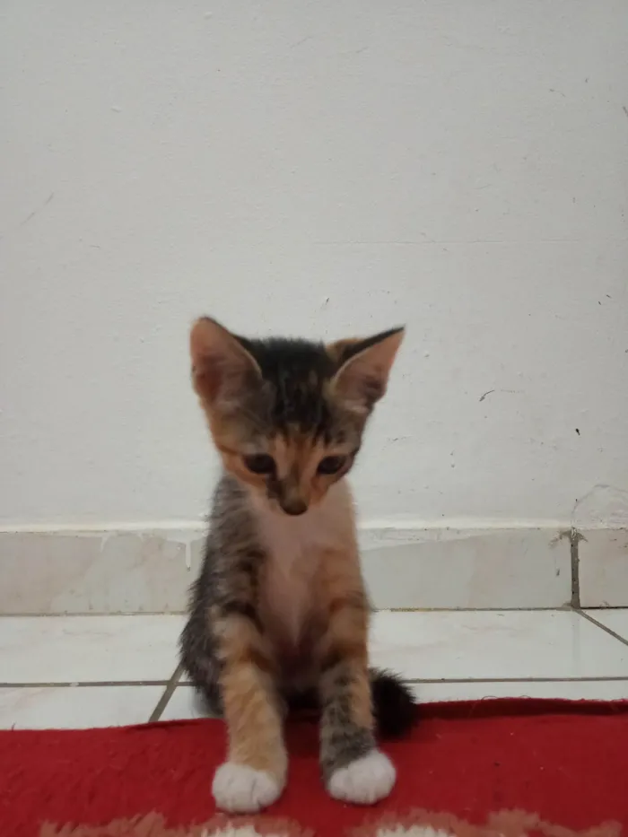Gato ra a SRD-ViraLata idade 7 a 11 meses nome Sem nome 08