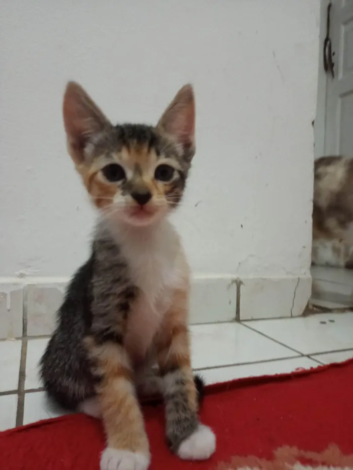 Gato ra a SRD-ViraLata idade 7 a 11 meses nome Sem nome 08