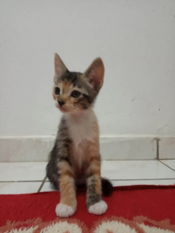 Gato ra a SRD-ViraLata idade 7 a 11 meses nome Sem nome 08