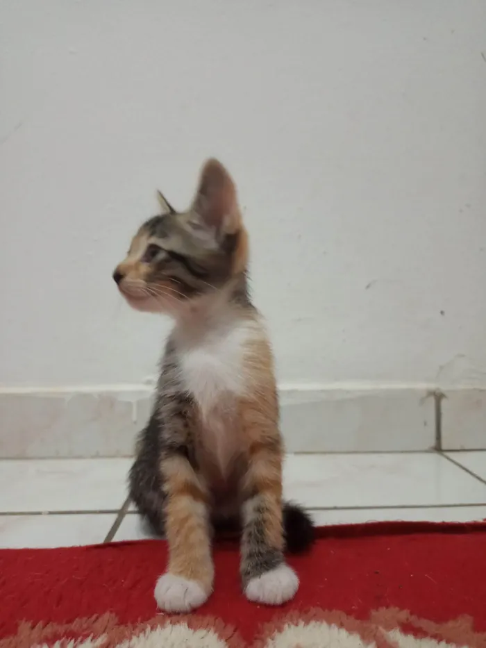 Gato ra a SRD-ViraLata idade 7 a 11 meses nome Sem nome 08