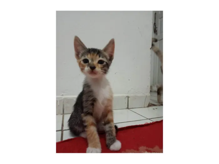 Gato ra a SRD-ViraLata idade 7 a 11 meses nome Sem nome 08