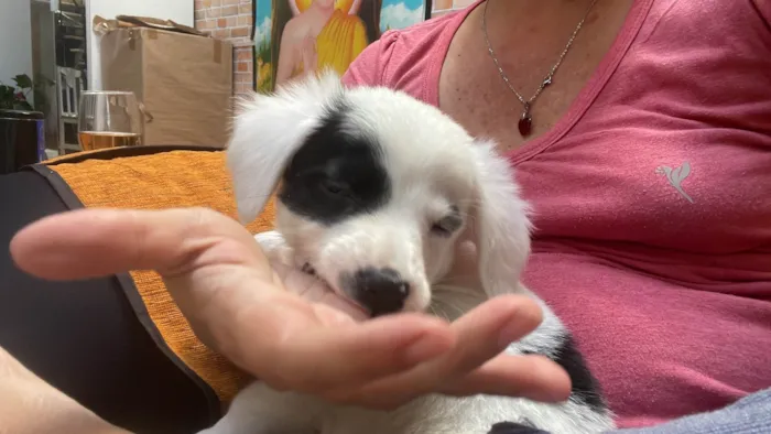 Cachorro ra a SRD-ViraLata idade 2 a 6 meses nome Bella