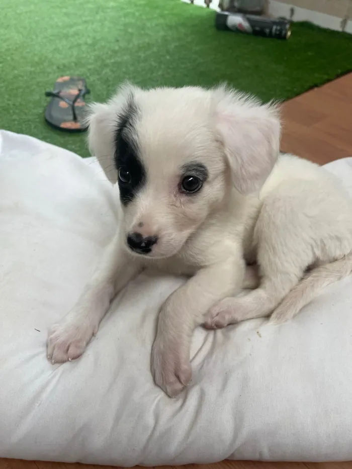 Cachorro ra a SRD-ViraLata idade 2 a 6 meses nome Bella