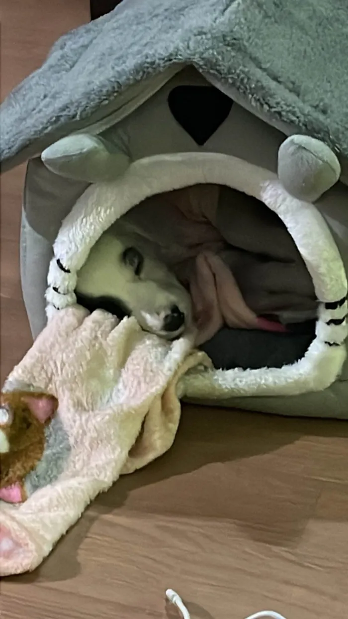 Cachorro ra a SRD-ViraLata idade 2 a 6 meses nome Bella