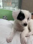 Bella