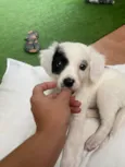 Bella