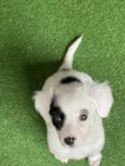 Bella