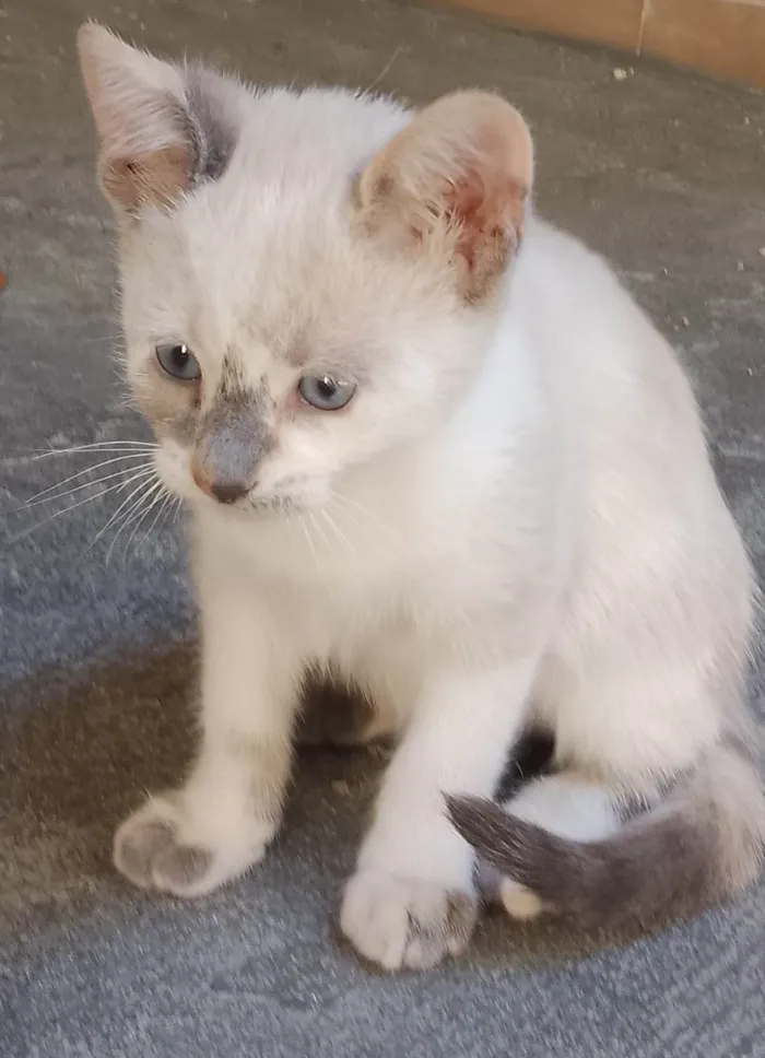 Gato ra a SRD-ViraLata idade 2 a 6 meses nome Sem nome 09