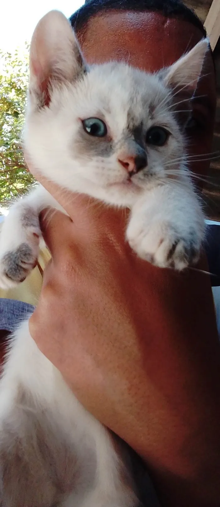 Gato ra a SRD-ViraLata idade 2 a 6 meses nome Sem nome 09