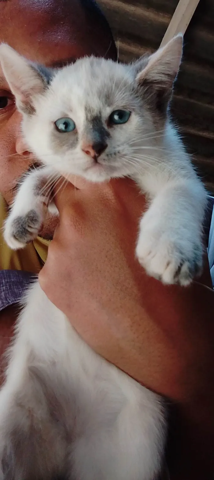 Gato ra a SRD-ViraLata idade 2 a 6 meses nome Sem nome 09