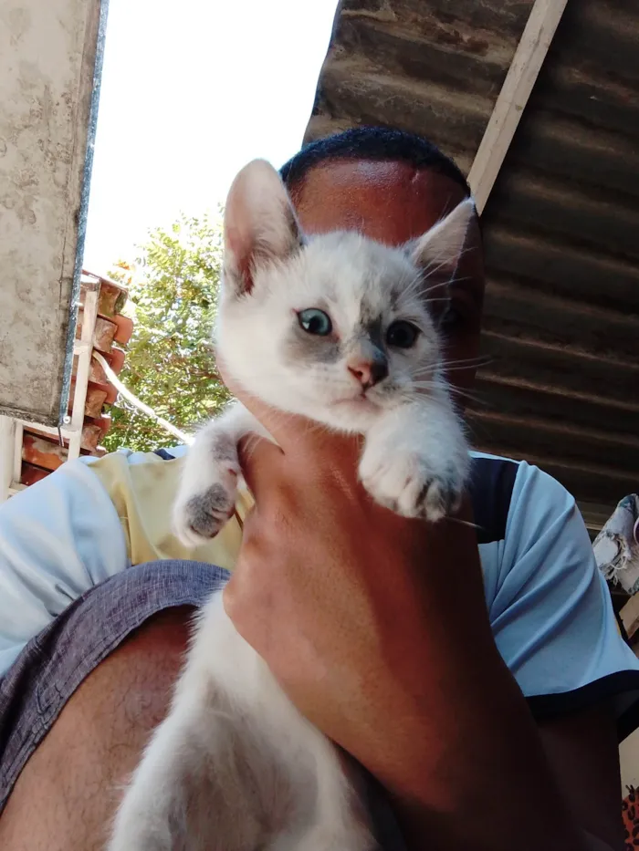 Gato ra a SRD-ViraLata idade 2 a 6 meses nome Sem nome 09