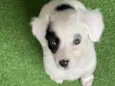 Bella