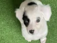 Bella